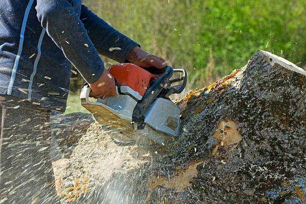 Best Arborist Consultation Services  in Laguna Hills, CA