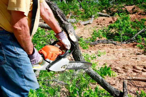 Laguna Hills, CA  Tree Services Company